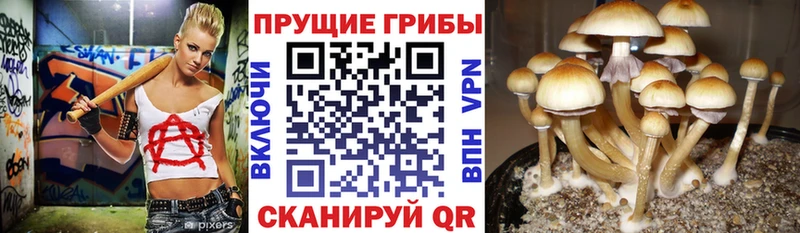 закладка  Боготол  Галлюциногенные грибы ЛСД 